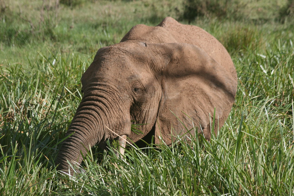 MEMORIAS DE KENIA 14 días de Safari - Blogs de Kenia - AMBOSELI I (11)