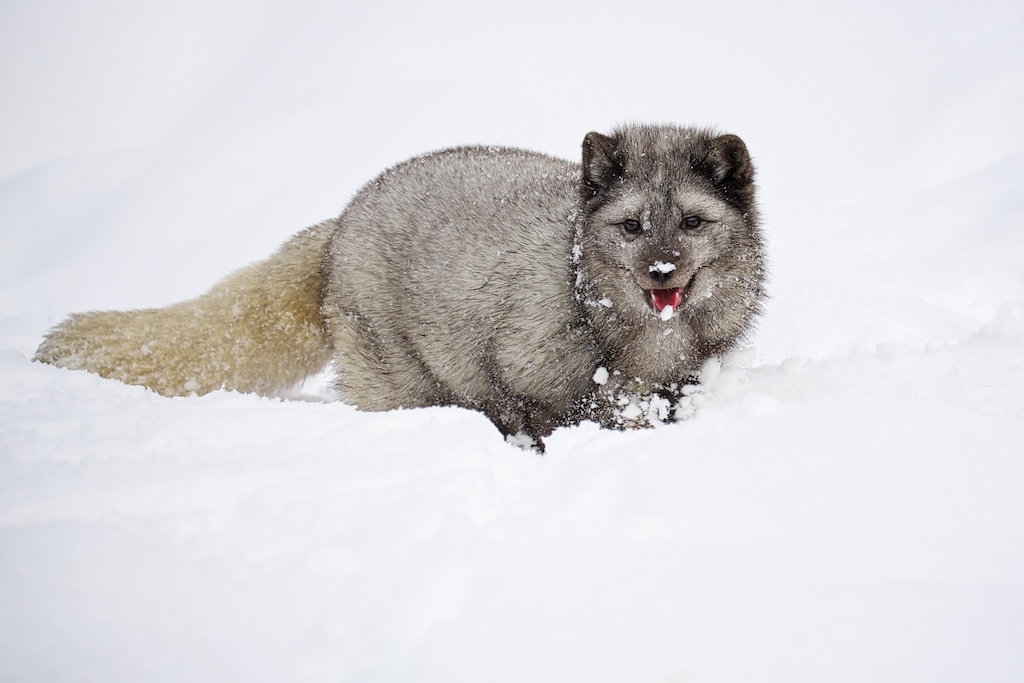 Arctic Fox Smiling
