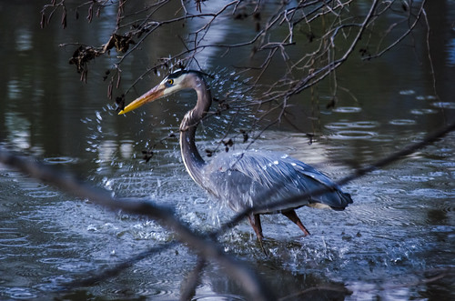 bird heron nature walk apex communitylake dougmall nikond5100