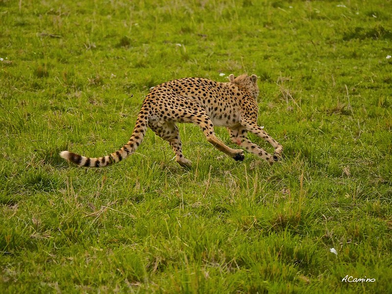 12 días de Safari en Kenia: Jambo bwana - Blogs de Kenia - Gran dia en el M.Mara viendo cazar a los guepardos (82)