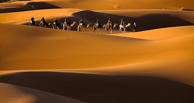 Camel Convoy in Sahara - Morocco