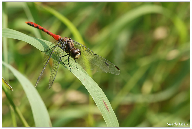 纖紅蜻蜓 Sympetrum nantouensis Tang ,Yeh & Chen ,2013