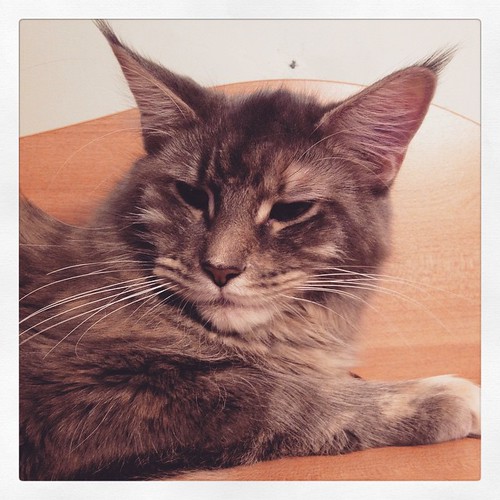pet cat square squareformat mainecoon aden iphoneography instagramapp uploaded:by=instagram