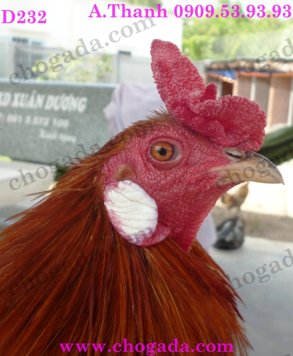 Bán gà nòi, gà tre đá tết 2015 - giá cạnh tranh 15976109115_d362cfcc0c_o