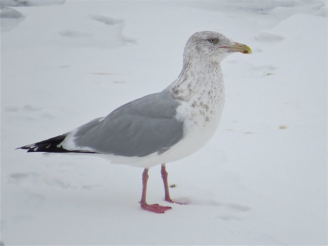 Herring Gull at Peoria Lake in Tazewell County, IL