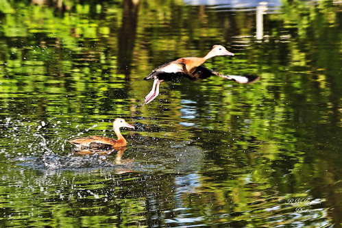 nature birds wildlife ducks pondlife blackbelliedwhistlingducks waterfowel nikonphotography migratoryducks blackbelliedwhistlingsduckdendrocygnaautumnalis