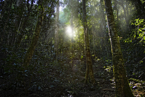 landscape gondwanarainforestofaustralia forest rainforest nikond610 lamingtonnatiionalpark nikon60350mmf40