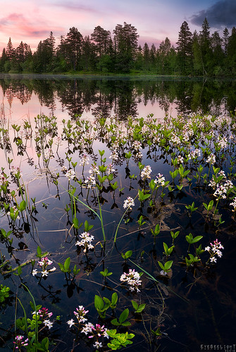 sachsen dam knutefjell knutefjellet kongsberg buskerud norway spring flower flowers water pond tree trees green greens sunset pink color reflections reflection focusstacking wide angle d810 nikonafsnikkor1424mmf28ged