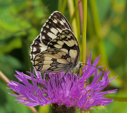 macro nature butterfly insect natur makro nahaufnahme insekten schmetterling flockenblume schachbrettfalter melanargia galathea gx7