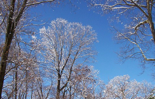sunny snow trees 1