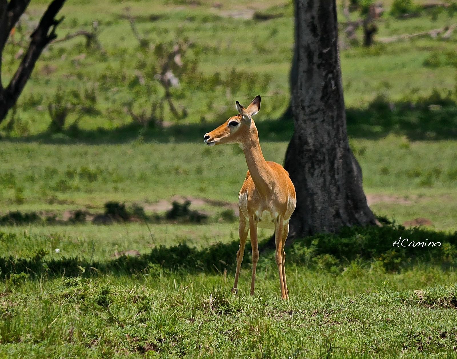 El parto de una gacela en un Masai Mara, lleno de búfalos, leones, guepardos... - 12 días de Safari en Kenia: Jambo bwana (7)