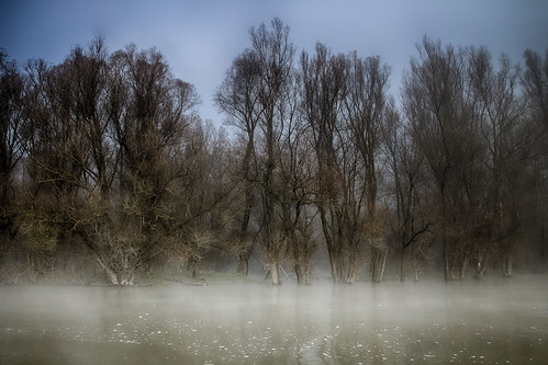 mist tree nature misty fog forest canon river landscape foggy croatia hdr hrvatska drava baranja