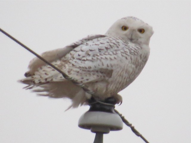 Snowy Owl in LIvingston County, IL 03