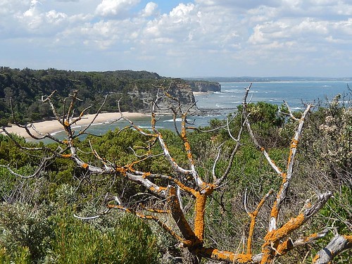 orange coast moss bush view lookout cliffs inverloch