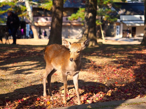 秋の奈良公園を行く