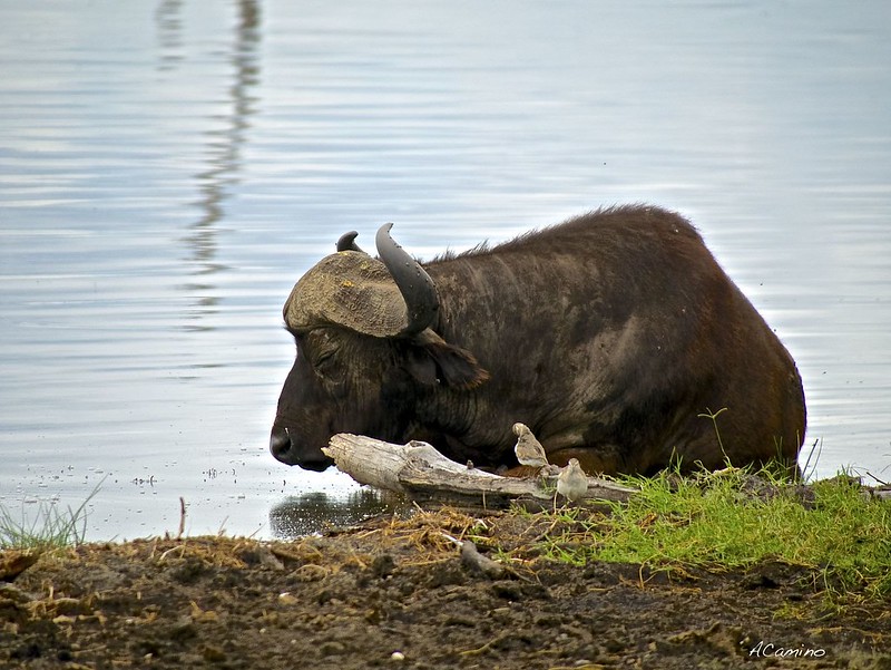 El lago Nakuru y sus Rinocerontes blancos, leones arborícolas y mas flamencos - 12 días de Safari en Kenia: Jambo bwana (29)