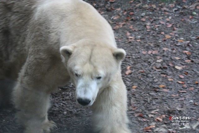 Polar Bear Yoghi 2014_11_26 130