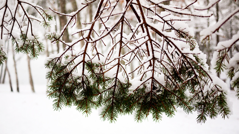 Snowy Tree Maine