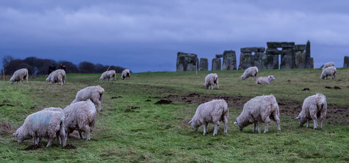 Day 359 - Sheep at Stonehenge