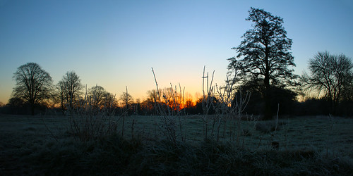 uk trees england cold sunrise frost frosty clear icy hertfordshire hemelhempstead commonland silhouettedtrees