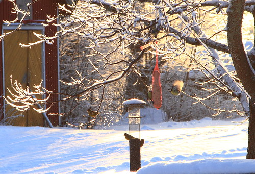 trees winter house suomi finland frost december farm sunny talo talvi winterwonderland winterlandscape laukaa puut maatila joulukuu aurinkoinen ef24105mmf4lisusm kuura valkola talvimaisema canon7d anttospohja talvenihmemaa juhanianttonen