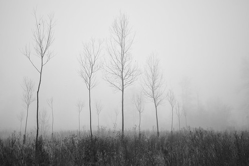 trees winter blackandwhite bw mist nature essex 2015 wickhambishops
