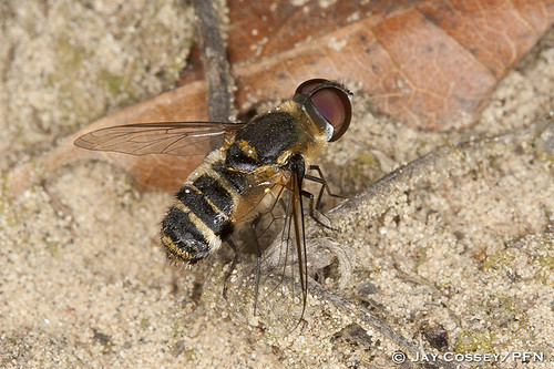 ontario naturephotography macrophotography beefly insecta stwilliams dipteraflies photographerjaycossey manestertract norfolkco