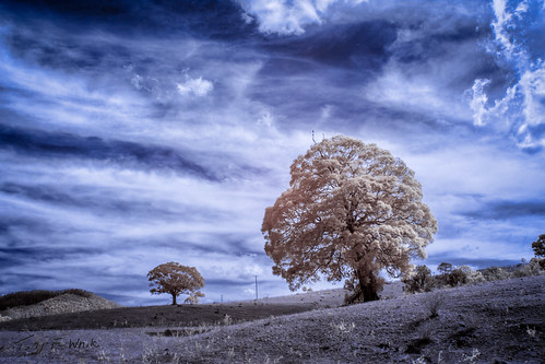trees tree clouds landscape infrared nik colorinfrared lightroom colourinfrared 24105mm niksoftware canoneos60d