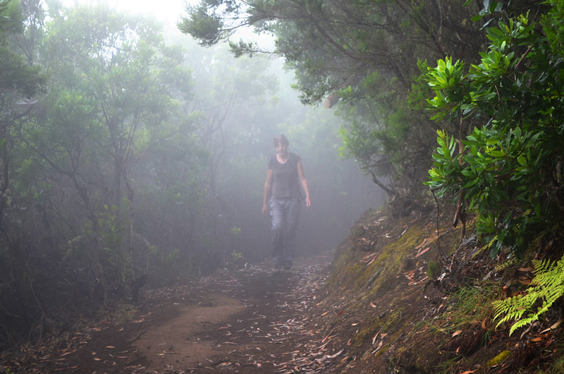 Misty rainforest, La Gomera