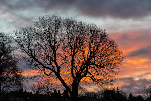 winter red sky tree sunrise solihull knowle