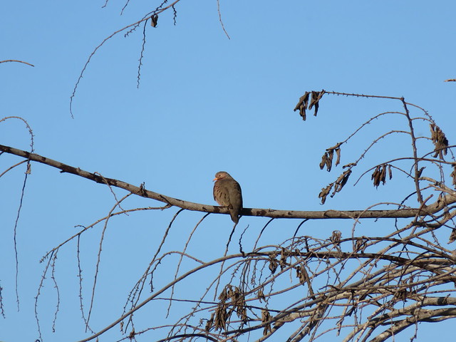 Ground Dove at 100 feet SOOC Powershot 20141228