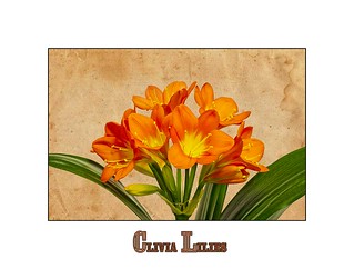 Clivia Lily Blossoms