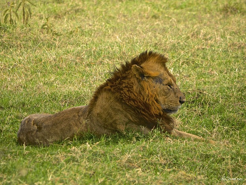 El lago Nakuru y sus Rinocerontes blancos, leones arborícolas y mas flamencos - 12 días de Safari en Kenia: Jambo bwana (35)