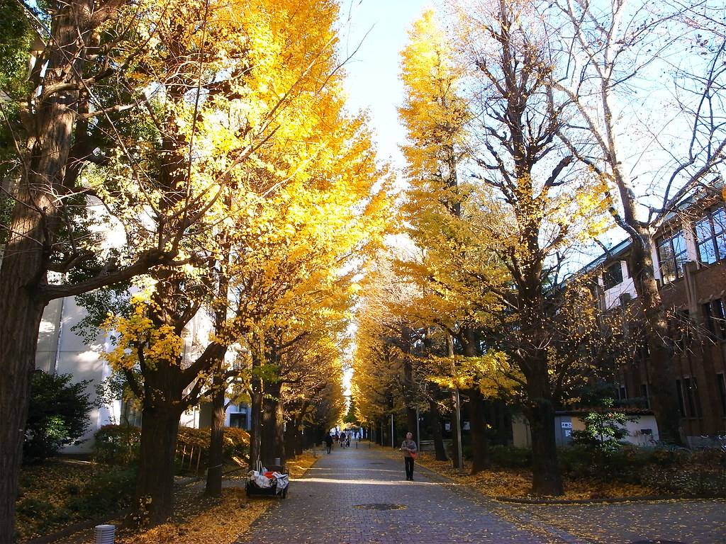 Tokyo-univ_yellow_leaves_
