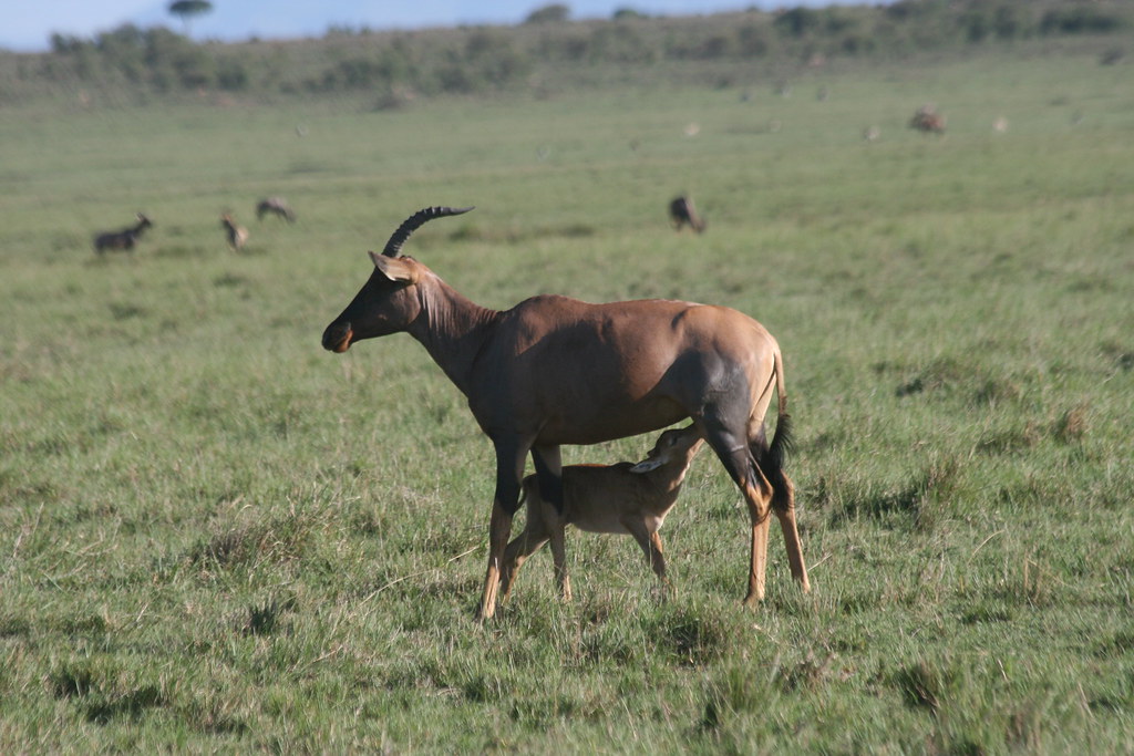 MEMORIAS DE KENIA 14 días de Safari - Blogs de Kenia - MASAI MARA IV (7)