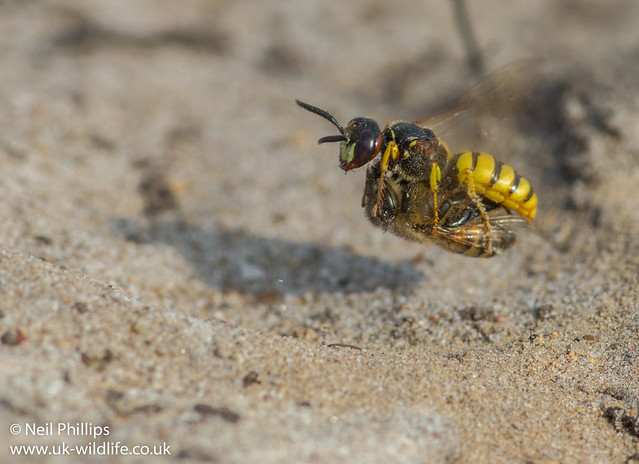 bee wolf hovering with prey