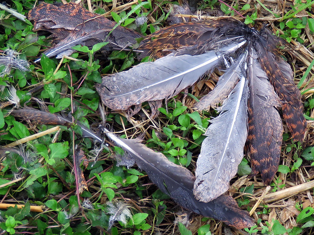 detail of feather pile
