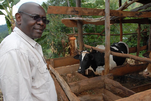 Amos Omore and livestock in Ubiri village, Lushoto