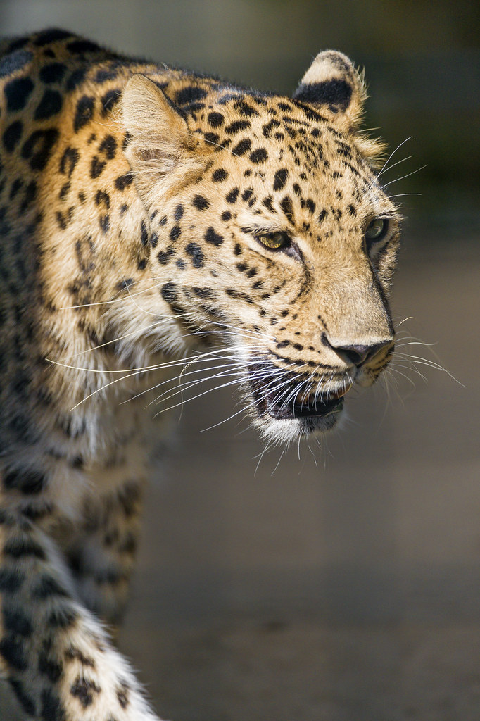 Leopard between light and shadow
