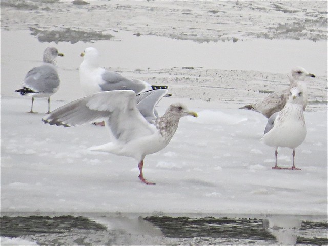 Thayer's Gull (adult type) with Thayer's (2nd Cycle) and Herring Gulls at Peoria Lake in Peoria County, IL
