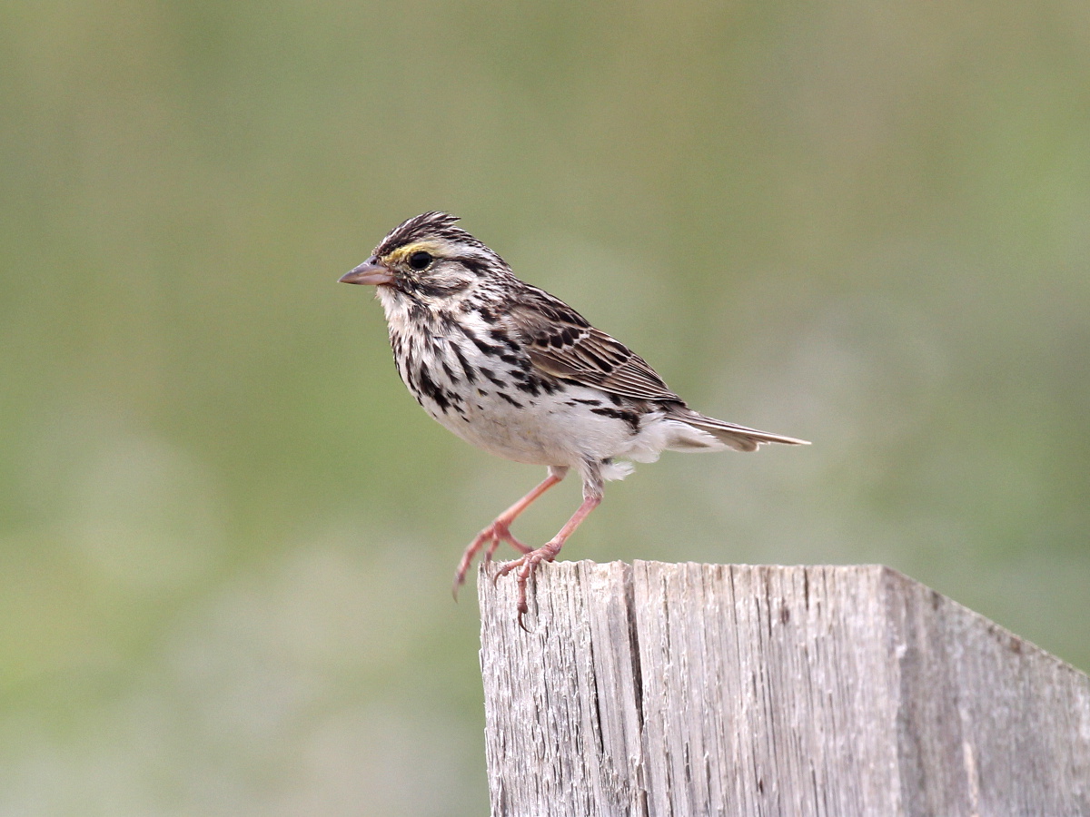 Photograph titled 'Savannah Sparrow'