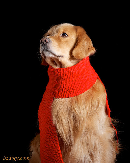 Dog in Scarf