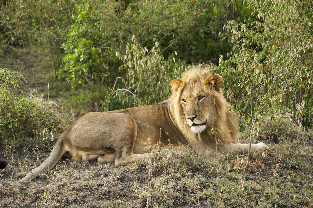 MEMORIAS DE KENIA 14 días de Safari - Blogs de Kenia - MASAI MARA III (56)