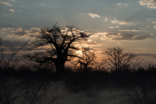sunset botswana centraldistrict botsuana planetbaobab