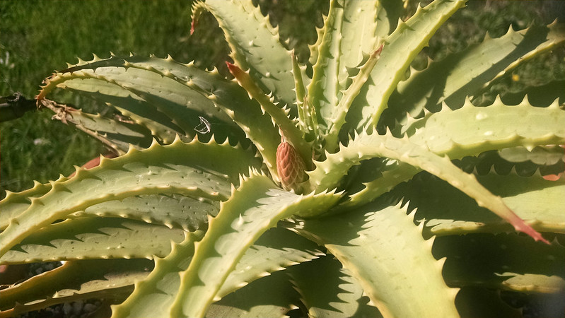 Aloe x spinosissima flower bud.