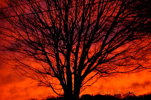 trees sunset red sky