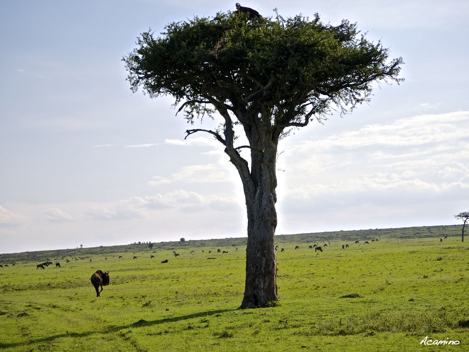 12 días de Safari en Kenia: Jambo bwana - Blogs de Kenia - 2º safari en el Mara: Hipos, Leones, Leopardos, hienas, jirafas, puesta de sol (10)