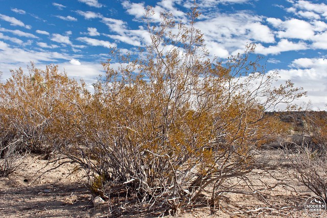 Creosote Bush