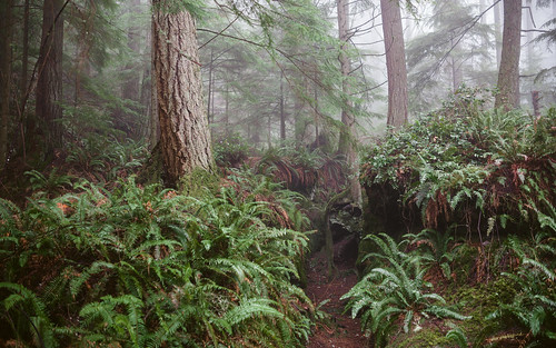 forest trees fog foggy ferns pacificnorthwest tigermountain nature canoneos5dmarkiii sigma35mmf14dghsmart outdoors washington johnwestrock