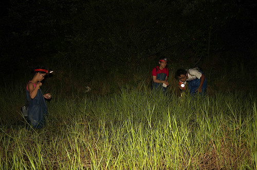 研究人員夜間觀測調查情形(圖片來源：林青峰攝)